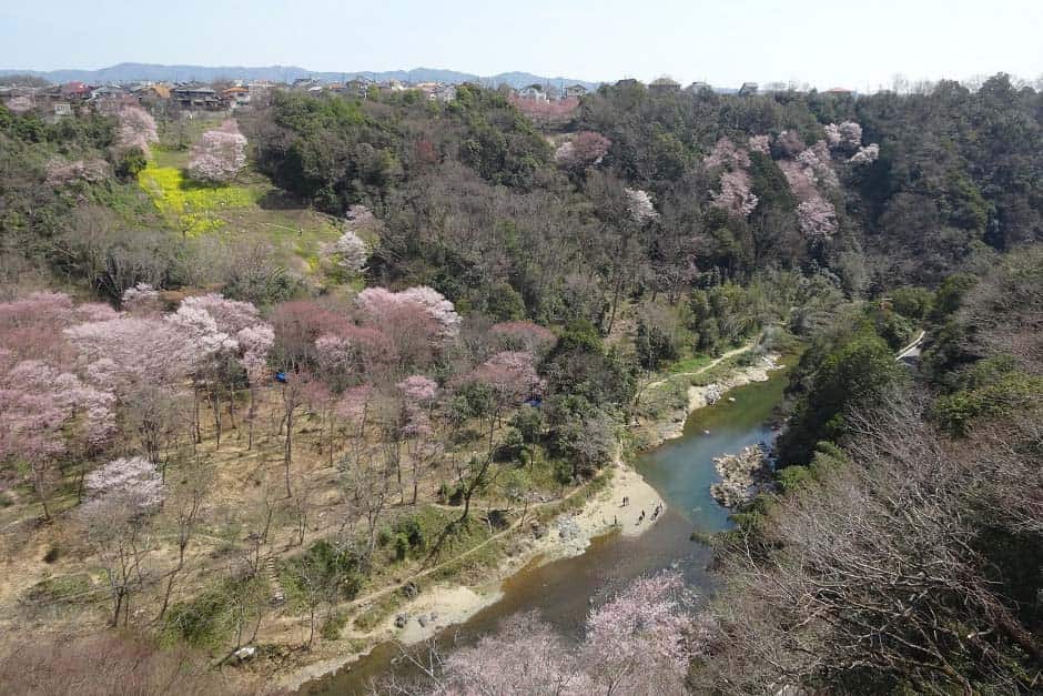 渓のサクラを守る会