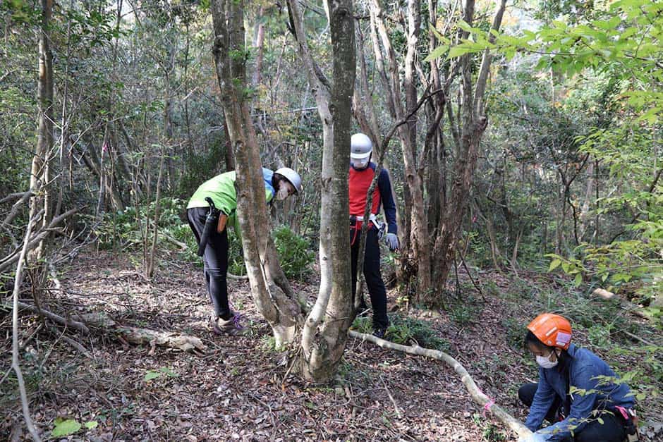 不要木の伐採