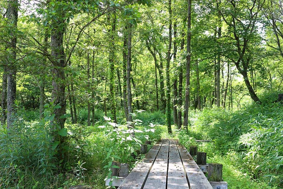 明るくなった広葉樹林